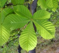 Horse Chestnut.jpg